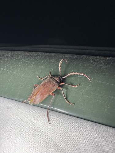 iNaturalist observation photo of California Root Borer