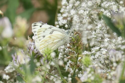 Western White