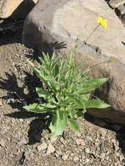 Osteospermum microcarpum microcarpum