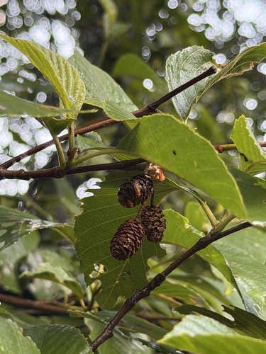 Alnus oblongifolia, photograph 2