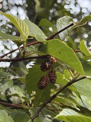 Alnus oblongifolia, photograph (c) Ian McFaul, some rights reserved (CC BY)