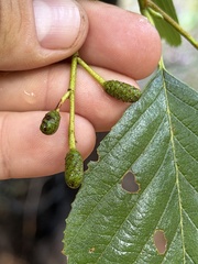 Alnus oblongifolia, photograph (c) Ian McFaul, some rights reserved (CC BY)