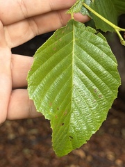 Alnus oblongifolia, photograph (c) Ian McFaul, some rights reserved (CC BY)