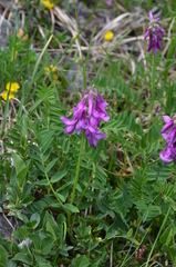 Hedysarum hedysaroides