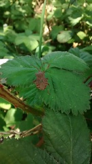 Coreus marginatus