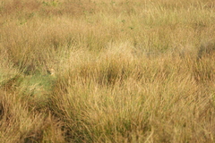 Canis aureus