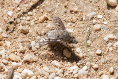 Conophorus fenestratus