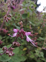 Syncolostemon obermeyerae