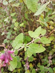 Syncolostemon obermeyerae