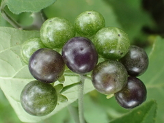 Solanum scabrum