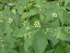 Solanum scabrum