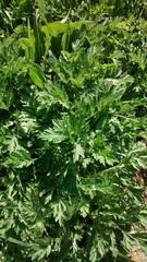 Artemisia vulgaris