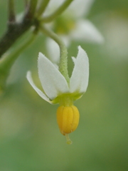 Solanum scabrum