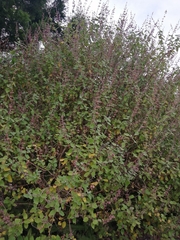 Syncolostemon obermeyerae