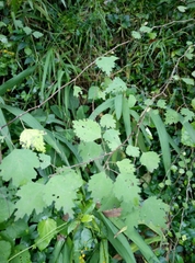 Plagianthus regius regius