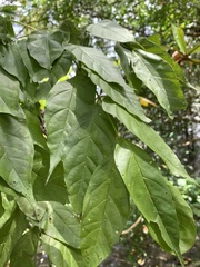 Dolichandrone spathacea