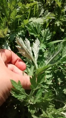 Artemisia vulgaris