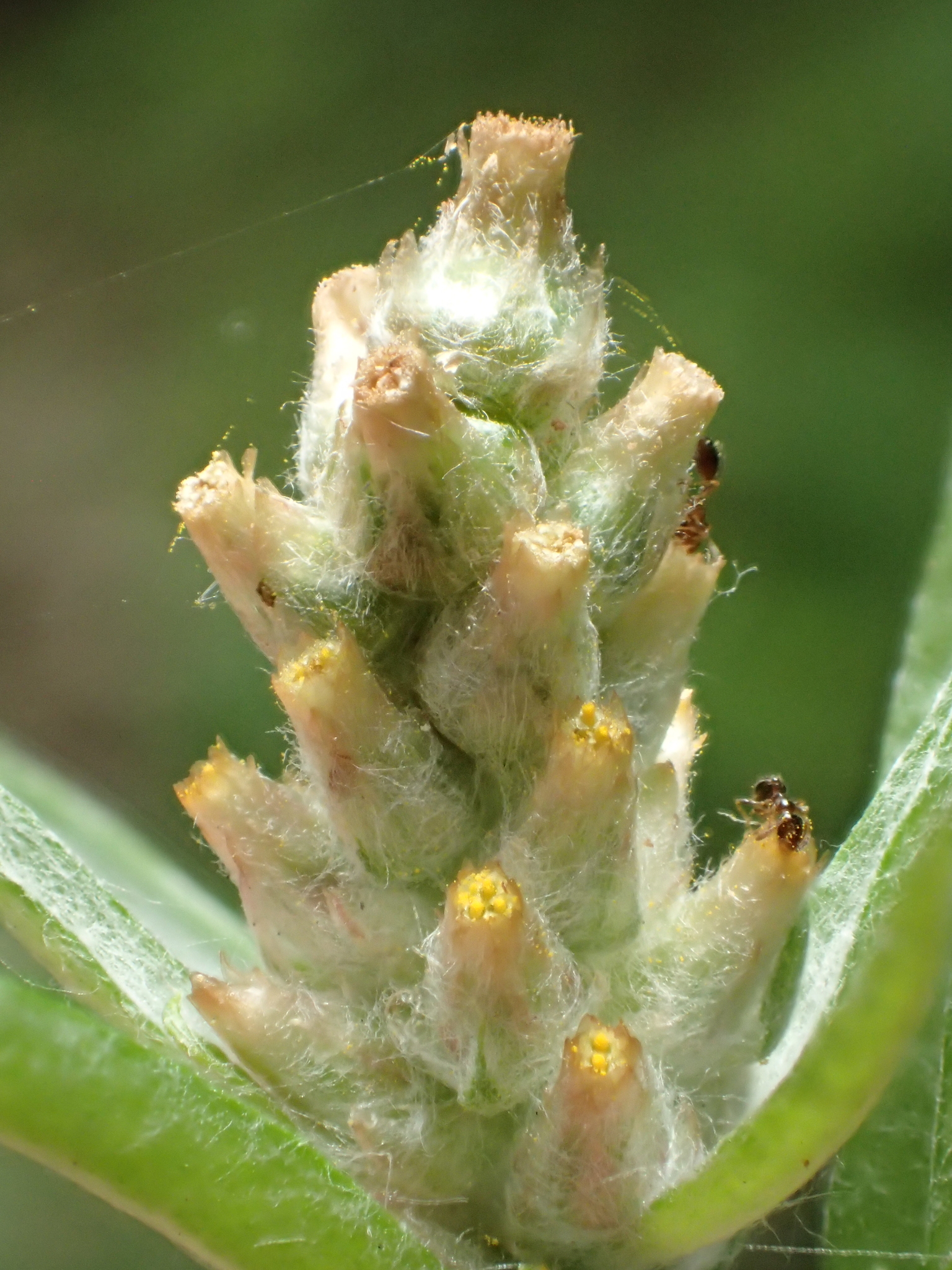 Gamochaeta purpurea
