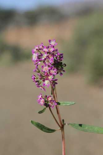 Gisekia africana var. africana image