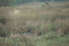 Canis aureus