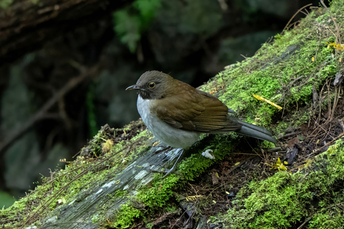 Turdus albicollis spodiolaemus