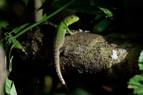 El Chorro Whorltail Iguana, Stenocercus chlorostictus