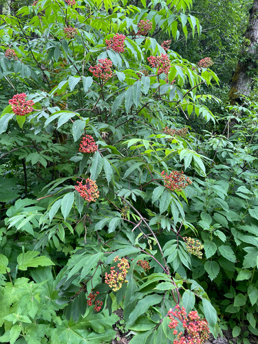 red-berried elder