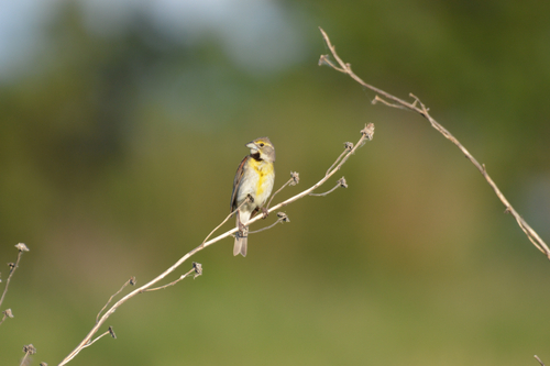 Dickcissel