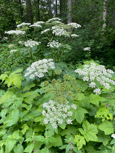 common cowparsnip