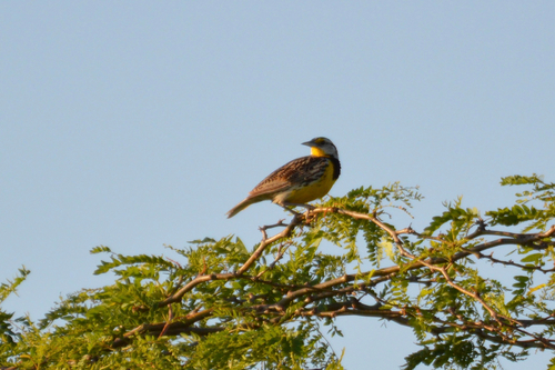Eastern Meadowlark