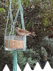 Passer melanurus melanurus