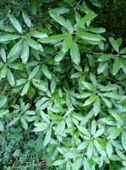 Pittosporum ralphii
