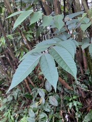 Meliosma rhoifolia
