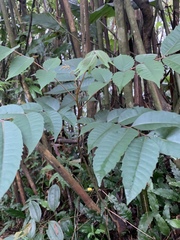 Meliosma rhoifolia