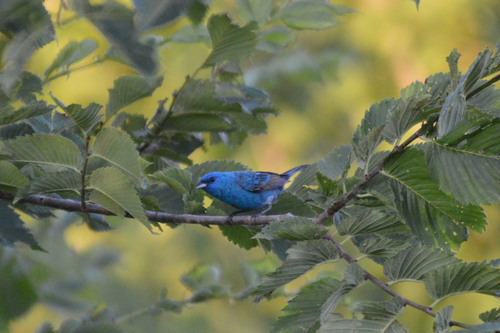 Indigo Bunting
