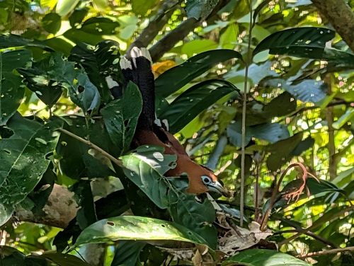 Raffles's Malkoha (Rhinortha chlorophaea), photo 4