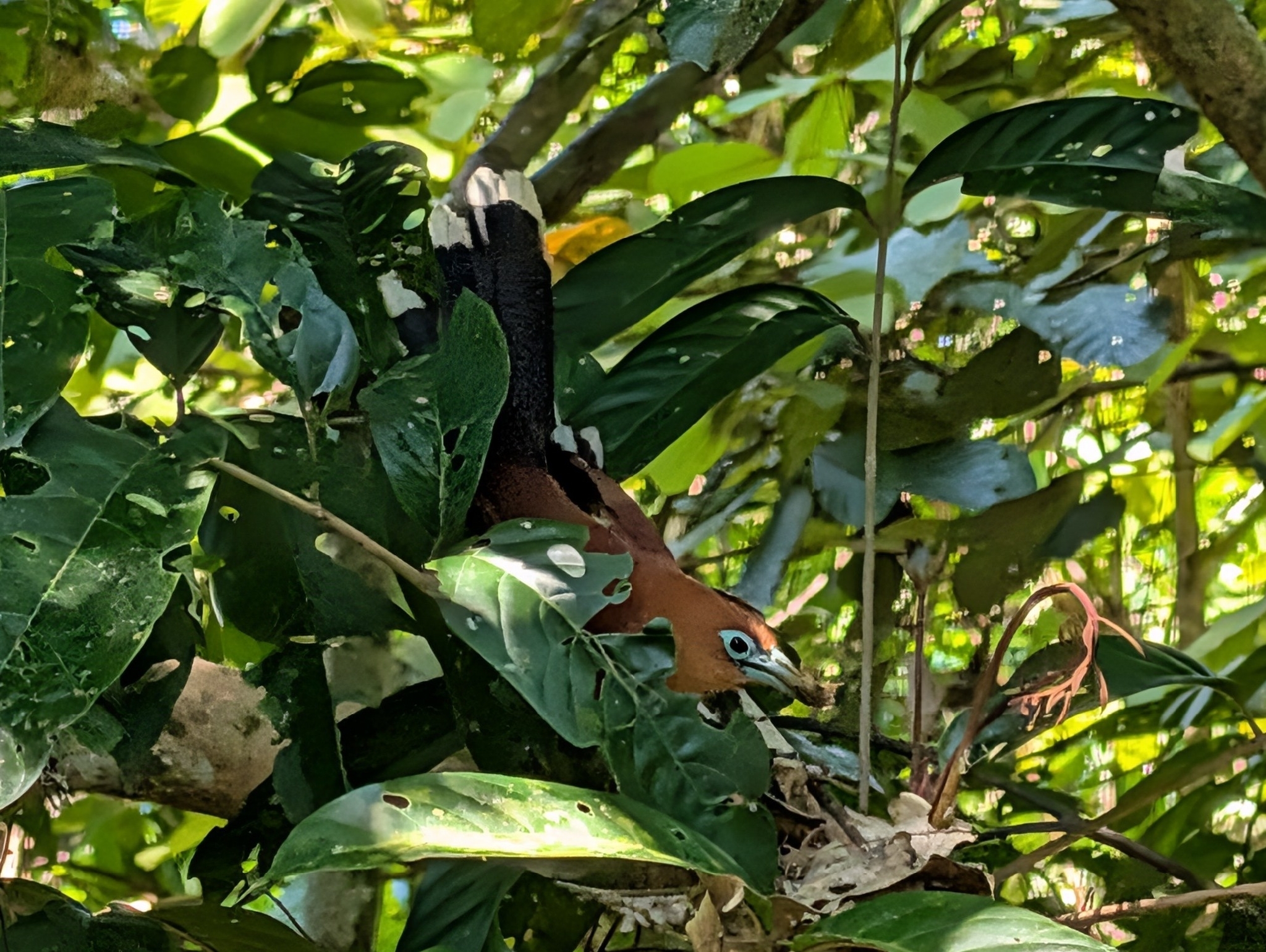 Raffles's Malkoha (Rhinortha chlorophaea), photo 6