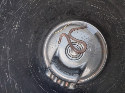 Reticulate Ground Snake