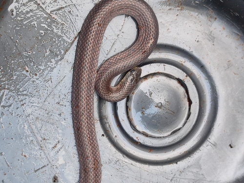 Reticulate Ground Snake