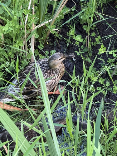 Mallard