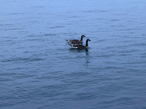 Canada Goose