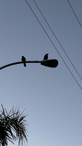 American Crow