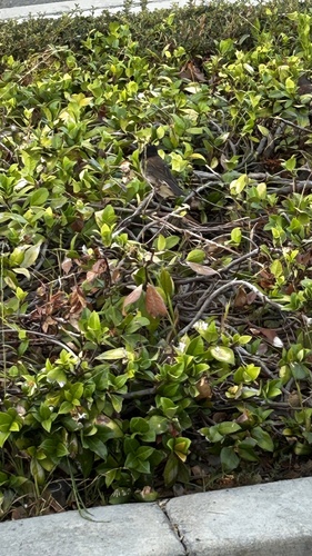 Dark-eyed Junco