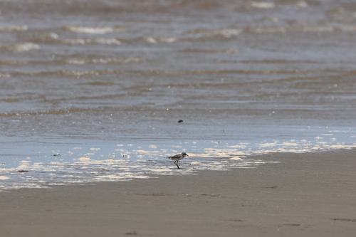 iNaturalist image
