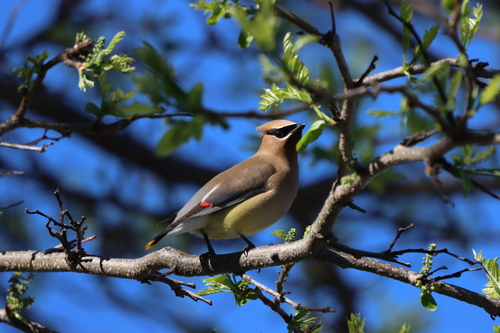Cedar Waxwing photographed in Michigan