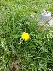 Taraxacum officinale
