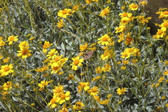 Euphydryas chalcedona hennei