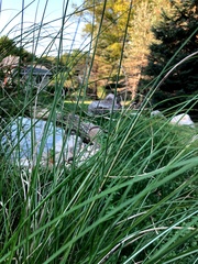 Orchelimum gladiator