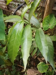 Ficus ampelos