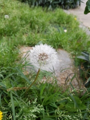 Taraxacum officinale